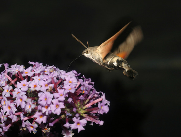 hawk moth